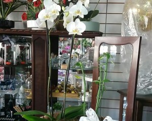 17- Orquídea Branca e suculenta no cachepô de madeira rustico 